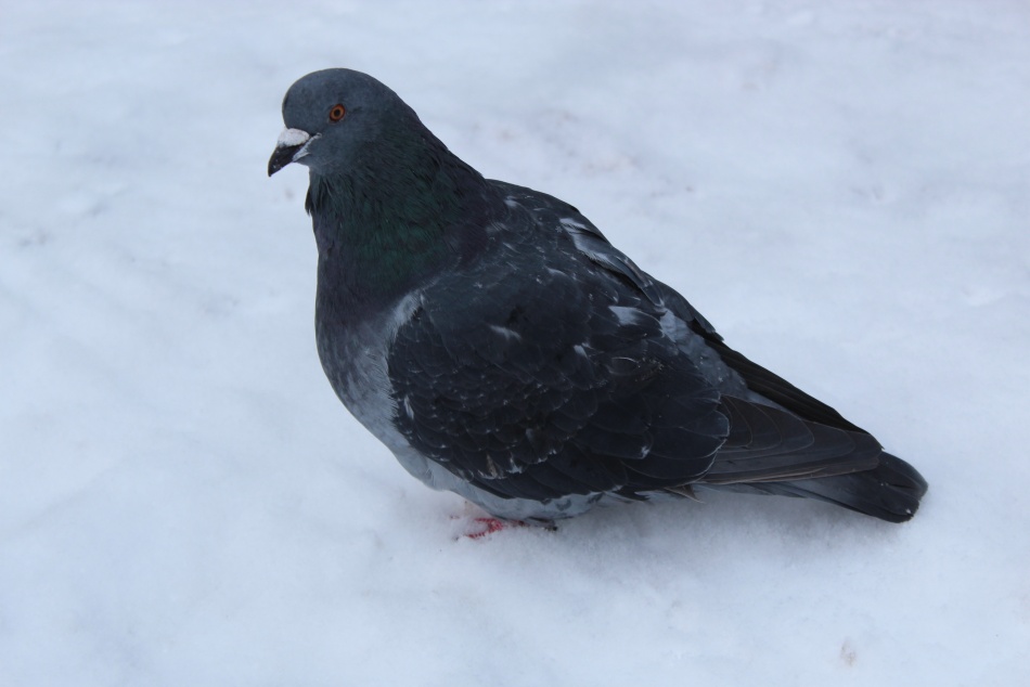 Российские таможенники нашли голубей в носках у водителя на границе с Латвией