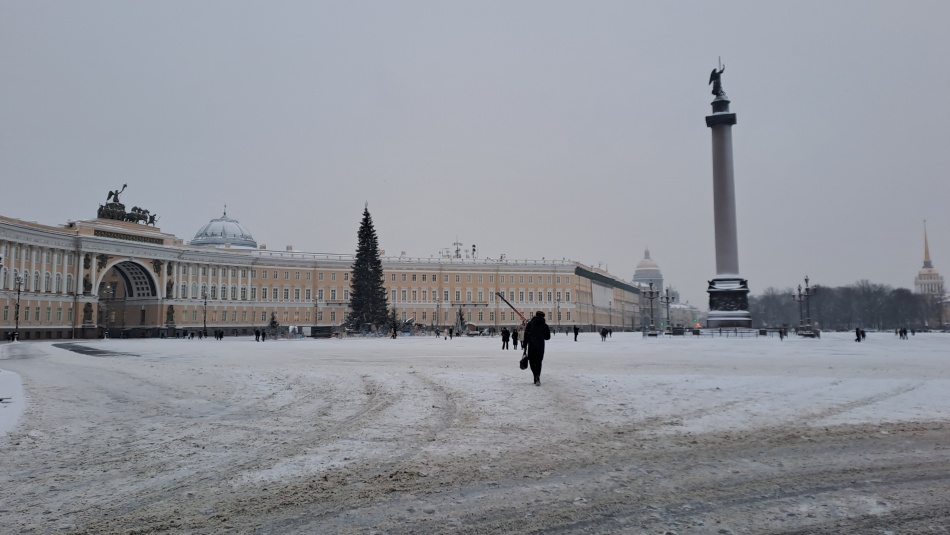 В Петербурге выбрали ель для главной новогодней площади города