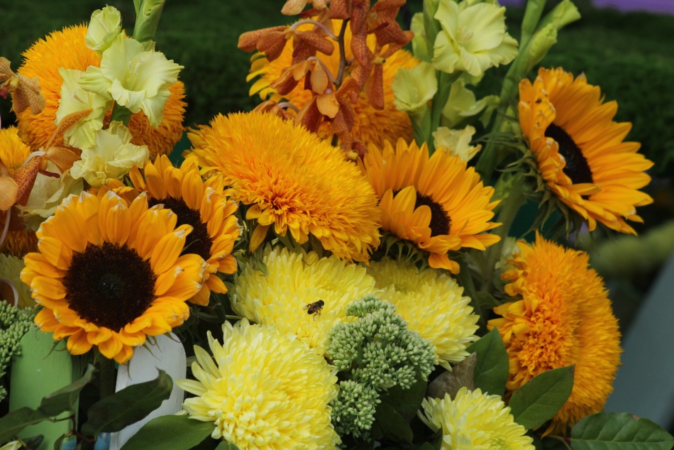 В Петербурге уничтожат почти 700 цветов из-за карантинного вредителя