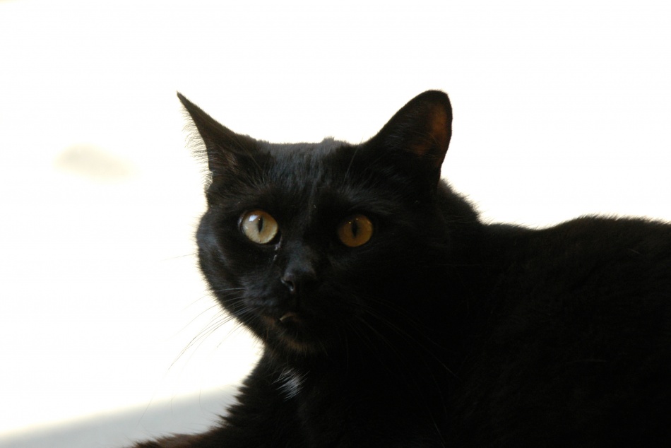 В Петербурге открылась лаборатория ИИ для изучения генетики паразитов у животных