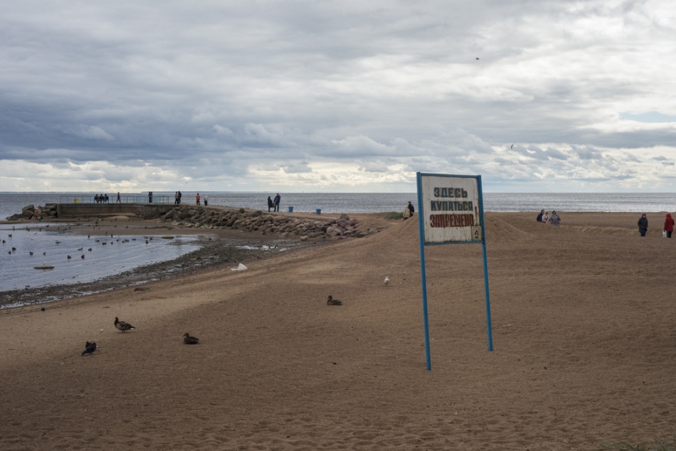 В Сестрорецке заметили редкую красноозобую гагару во время миграции