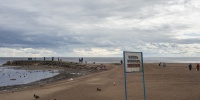 В Сестрорецке заметили редкую красноозобую гагару во время миграции