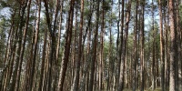 В Орехово-Зуеве продолжают обновлять лесопарк «Стрелки»