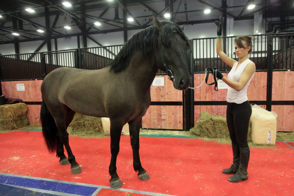 Сколько стоит новогодняя фотосессия с лошадью в Петербурге в 2026 году