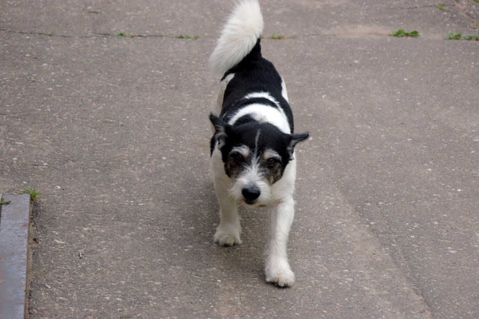 В Московском районе спасатели вынесли из горящей квартиры девять кошек и собаку