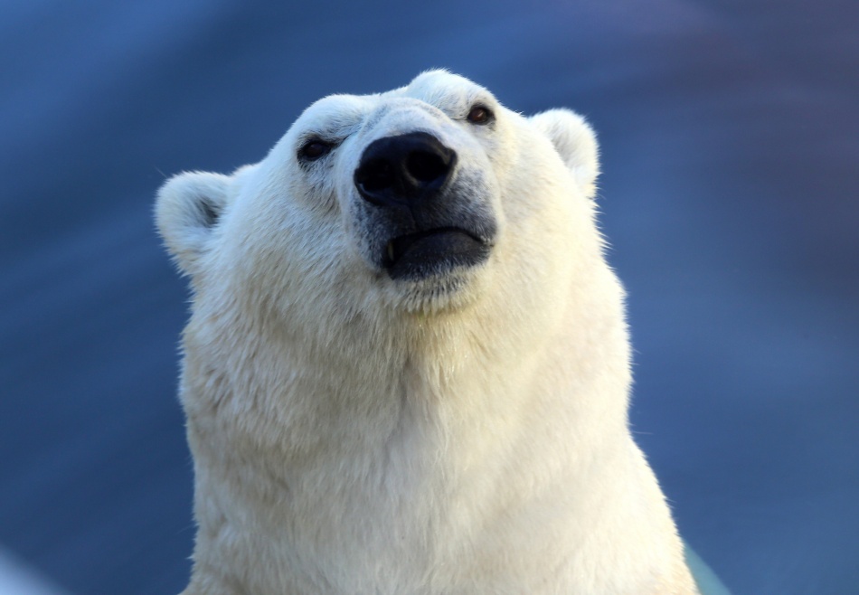 В Ленинградском зоопарке появились праздничные марки с белым медведем