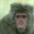 Ученые раскрыли, как обезьяны обмениваются информацией в природе