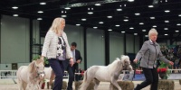 В конном комплексе Царского Села появился пони Сережа с необычным характером