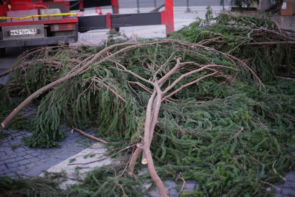 В Приморском районе Петербурга браконьеры срубили десятки елей перед Новым годом