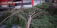 В Приморском районе Петербурга браконьеры срубили десятки елей перед Новым годом