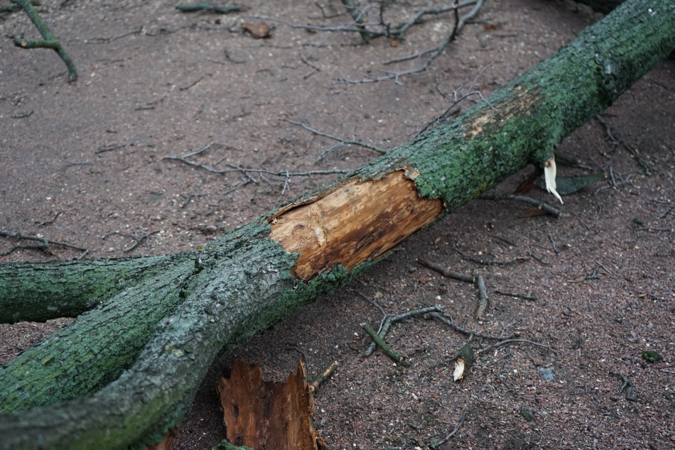 В Сестрорецке бобры затопили лес, построив плотину из поваленных деревьев