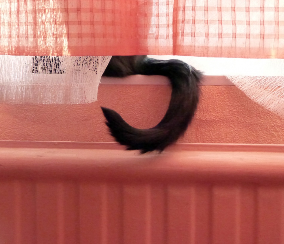 На маркетплейсах России стали популярны мягкие коробки-домики для кошек