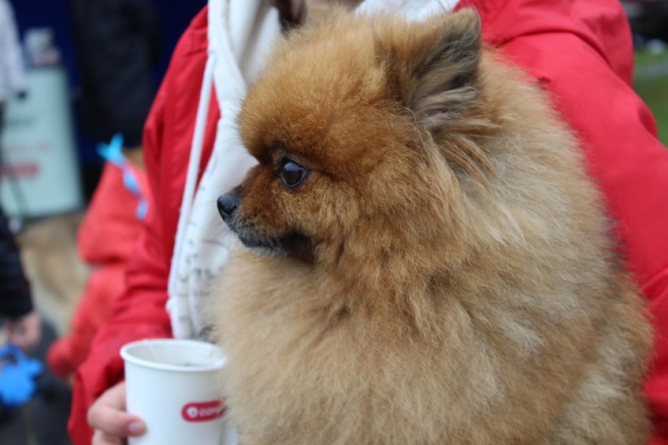 Немецкий шпиц стал самой популярной породой собак в России в 2025 году