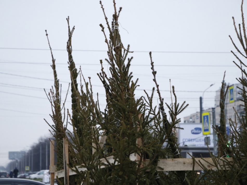 В Петербурге открылись десятки елочных базаров к новогодним праздникам