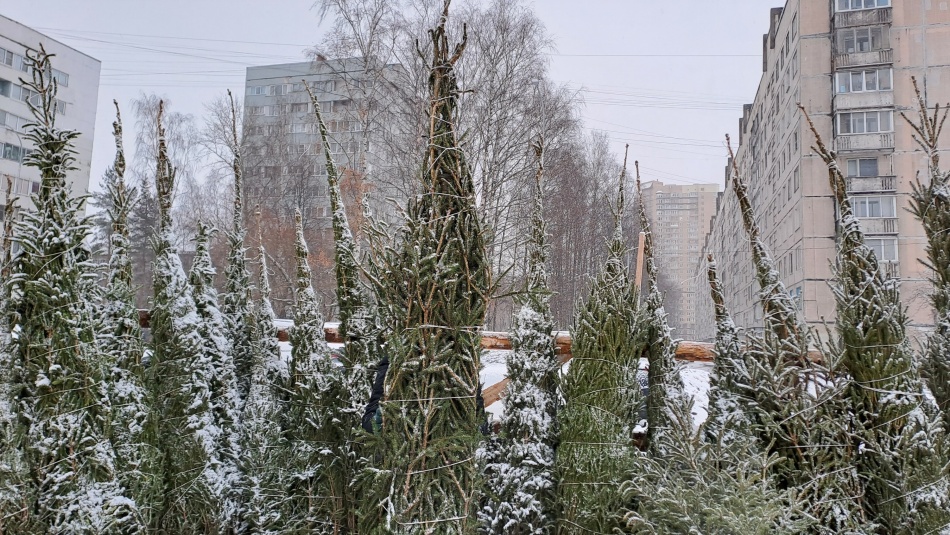 Цены на живые елки в Петербурге выросли
