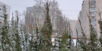 Цены на живые елки в Петербурге выросли 