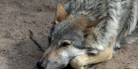 Финляндия связывает рост гибели оленей с приходом волков из России