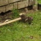 Березовый деготь и опилки спасают дачные участки от мышей осенью