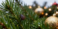 Жители России обнаружили клещей на новогодних елках из-за теплой зимы