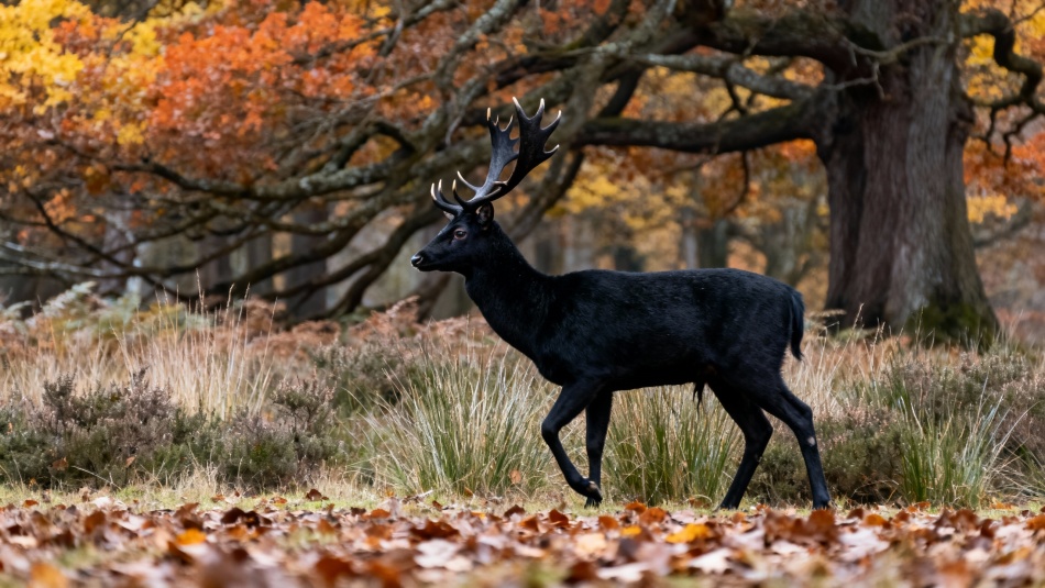 В Ленинградском зоопарке появился редкий черный самец европейской лани