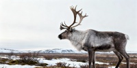Глаза северных оленей зимой меняют цвет ради выживания в Арктике