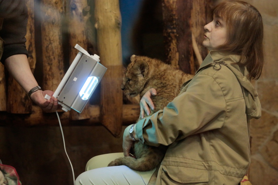 В Петербурге проверяют появление львенка в груминг-салоне после публикации видео