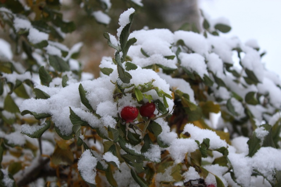 Вторым по теплу за всю историю наблюдений в Петербурге стал 2025 год