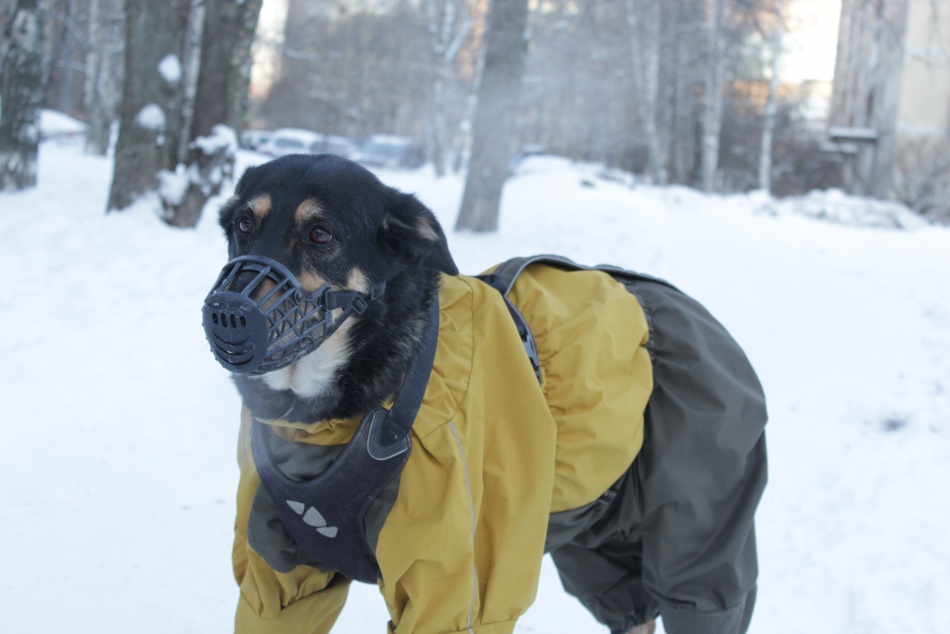 В Москве служебные собаки устроили шоу у главной елки на празднике