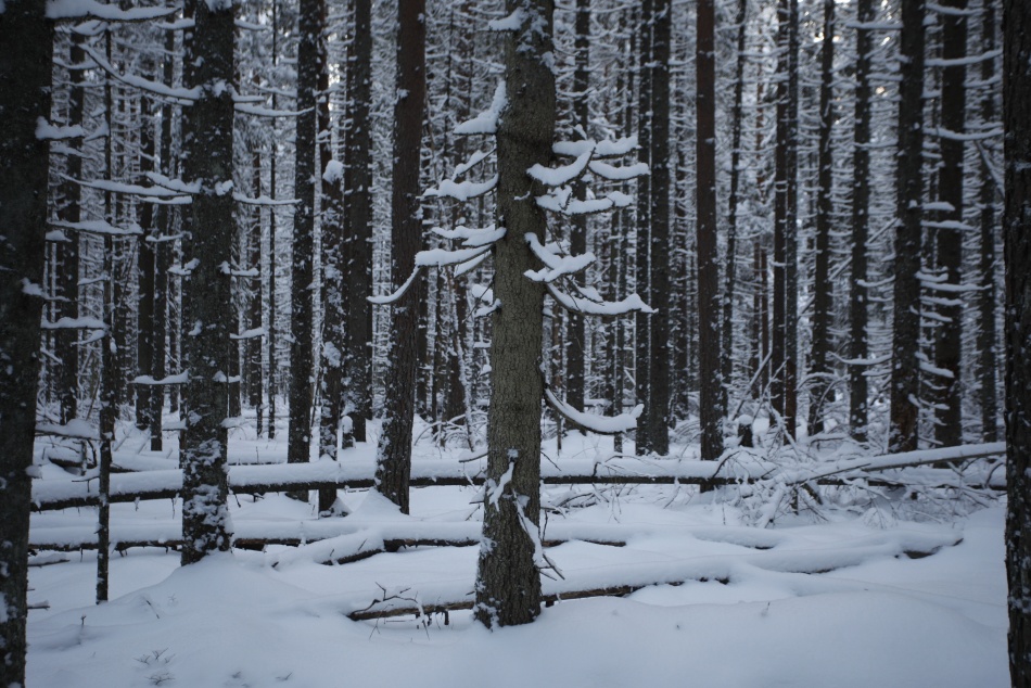 В Ленобласти спасатели нашли мужчину с травмой связок в лесу