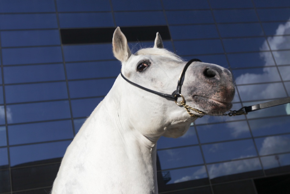 В Ломоносовском районе двухлетняя девочка пострадала от удара лошади копытом