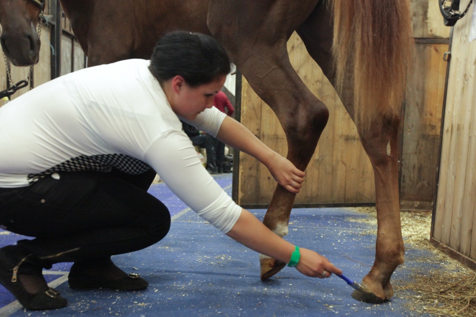 СК начал расследование после травмы ребенка от лошади в Ломоносовском районе