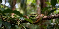 На Большом Никобарском острове обнаружили уникальный вид змеи, скрывавшийся десять лет