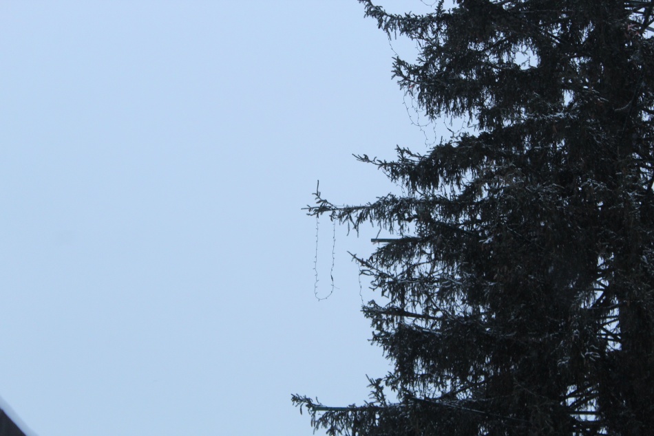 Демонтаж главной ели на Дворцовой площади стартует в середине января