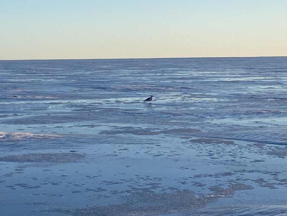 В Петербурге разрешили выходить на лед Финского залива после зимнего запрета