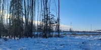 Петербуржца приговорили к штрафу за самовольную вырубку деревьев у дома
