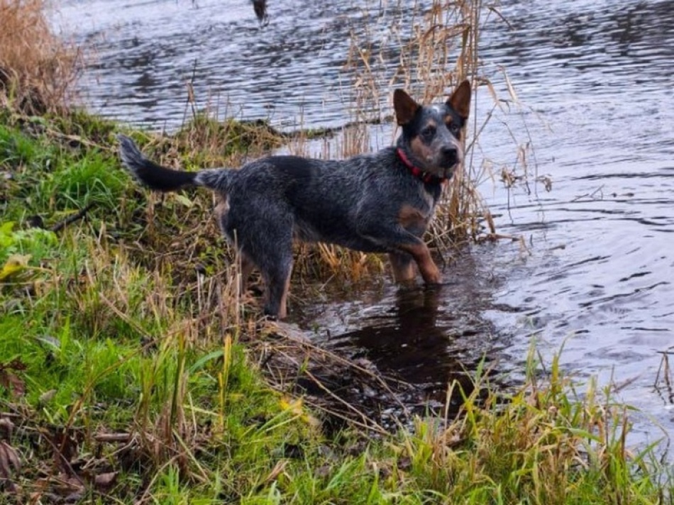В Петербурге ищут щенка с уникальным окрасом, исчезнувшего в новогоднюю ночь