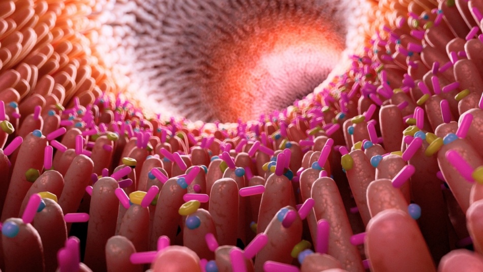 Ученые нашли новую связь между воспалением кишечника и болезнью Альцгеймера