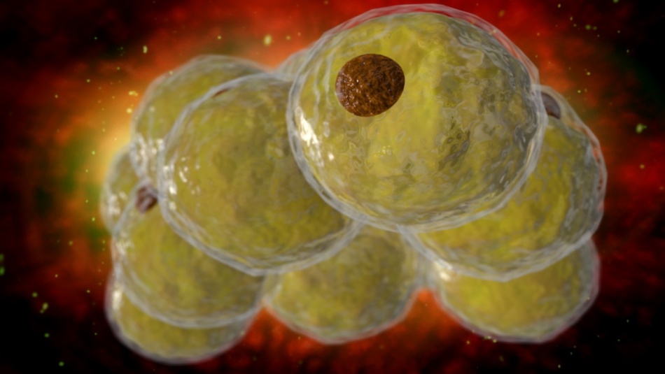 Ученые нашли способ замедлить образование жировых клеток с помощью эпигенетики