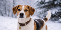 Владельцам короткошерстных собак советуют избегать длительных прогулок в мороз