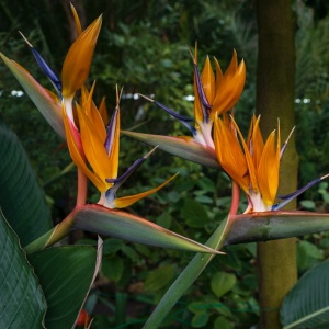 День всех влюбленных в Ботаническом саду