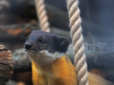 Фото Программа По джунглям Юго-Восточной Азии