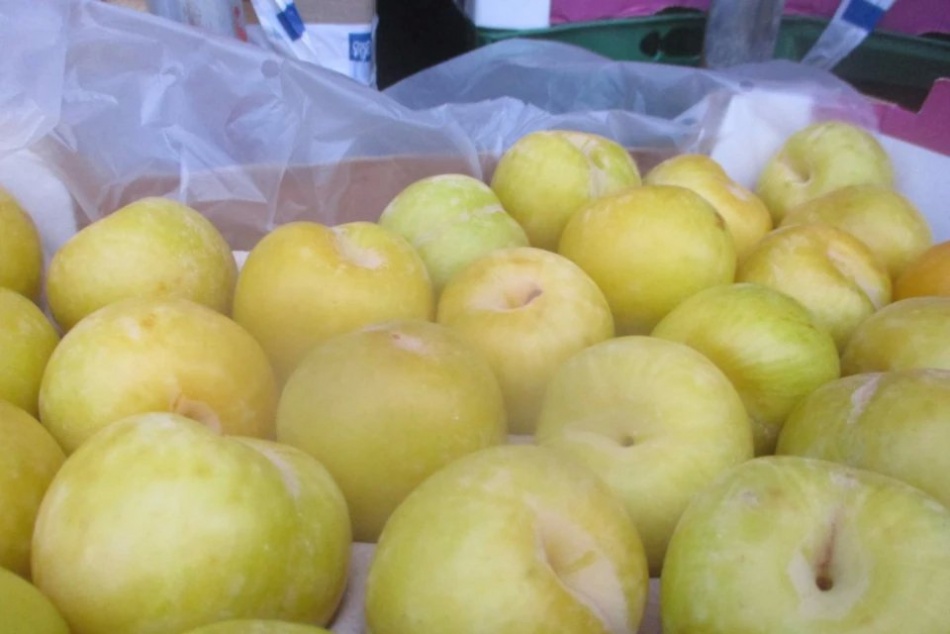 В Петербурге остановили крупную партию чилийских нектаринов из-за опасного грибка