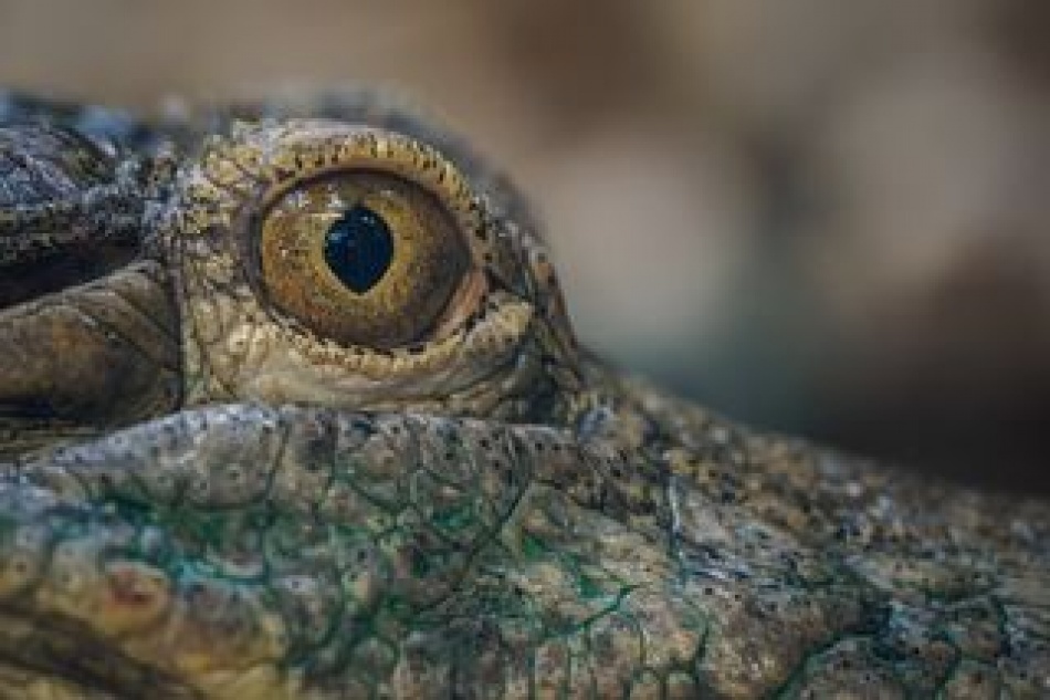 В Британии нашли древнего крокодила-спринтера, который не умел плавать