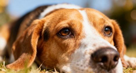 В России могут разрешить изымать домашних животных за жестокое обращение