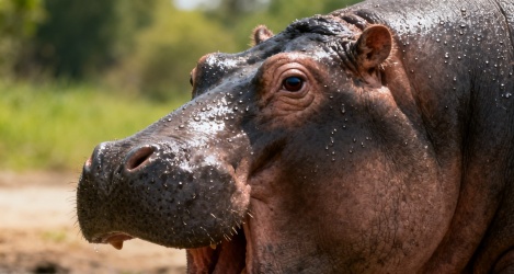 В прокат вышел фильм о блокадном Ленинграде без фронтовых сцен