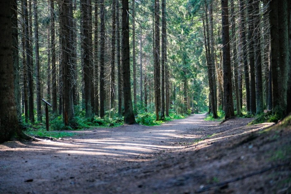 В Петрозаводске обсуждают судьбу уникального леса у Онежского озера