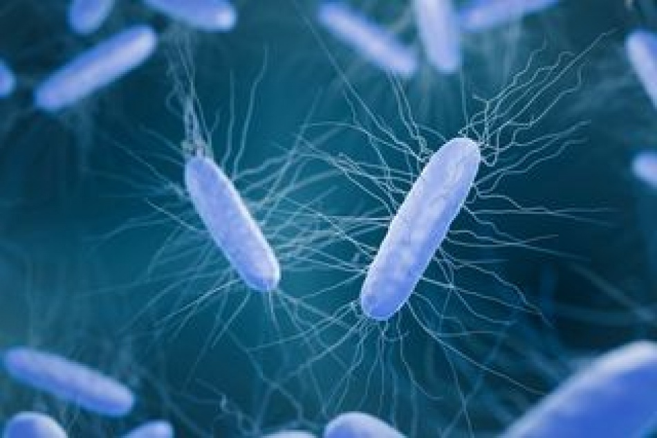 Канадские ученые создают бактерии, способные уничтожать опухоли изнутри