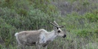 Ученые выяснили, зачем самки северных оленей поедают свои сброшенные рога