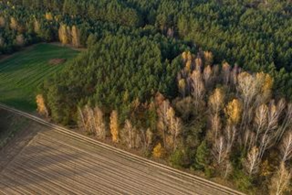 Как Черная смерть изменила природу Европы и сократила разнообразие растений