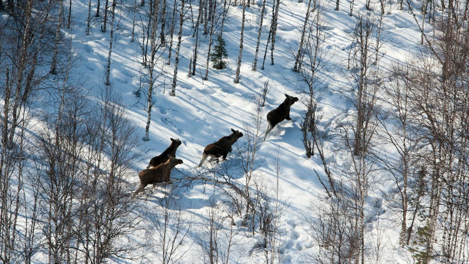 В Ленобласти лось погиб на железной дороге - движение поездов остановлено почти на 4 часа